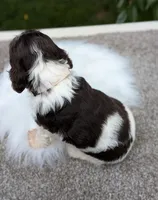 Dash, a male Cocker Spaniel for sale in North Rose, NY – 5 of 7