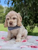 Cooper, a male Cocker Spaniel for sale in North Rose, NY – 2 of 7