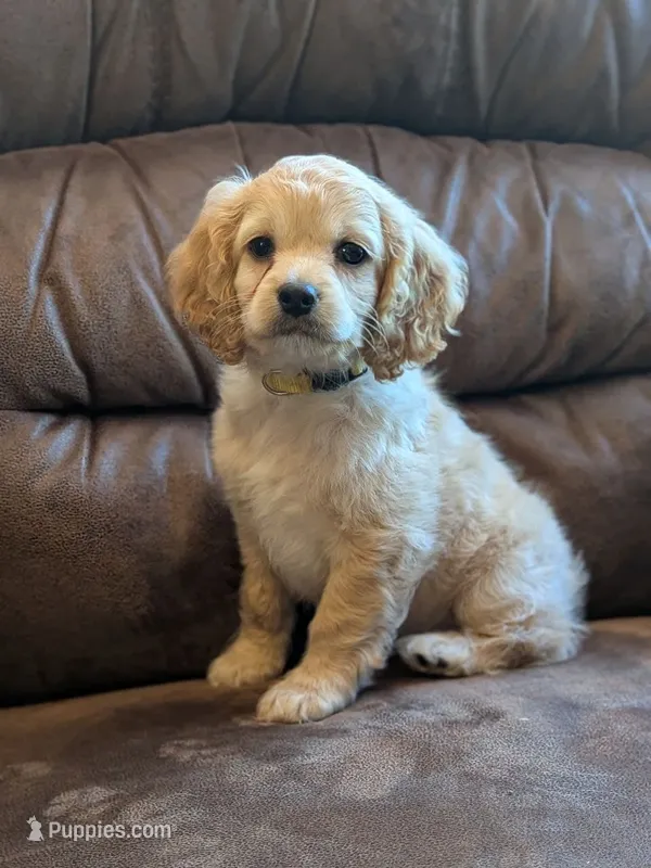 Abby – Cockapoo puppy for sale in North Rose, NY