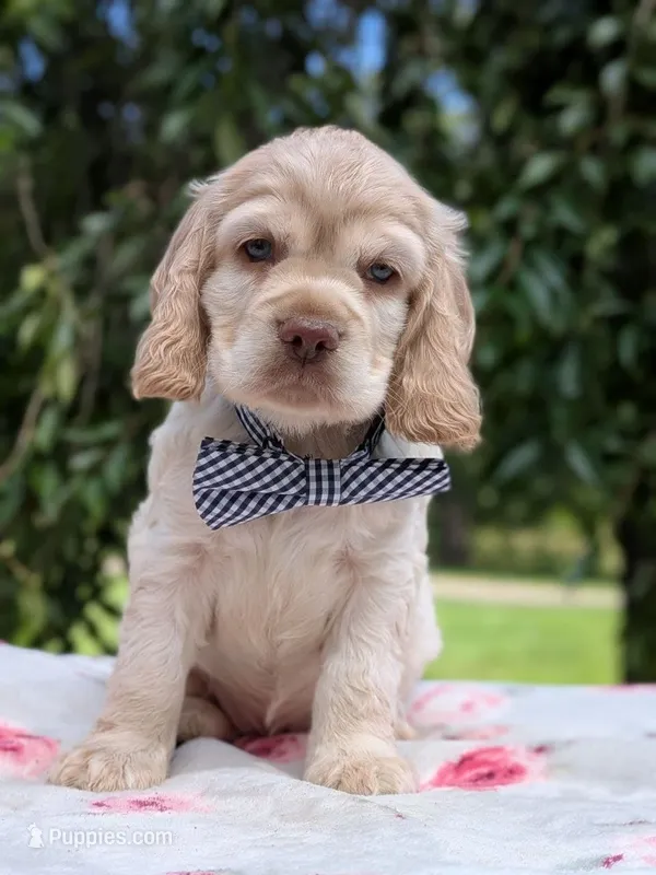 Cooper – Cocker Spaniel puppy for sale in North Rose, NY