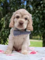 Cooper, a male Cocker Spaniel for sale in North Rose, NY – 1 of 7