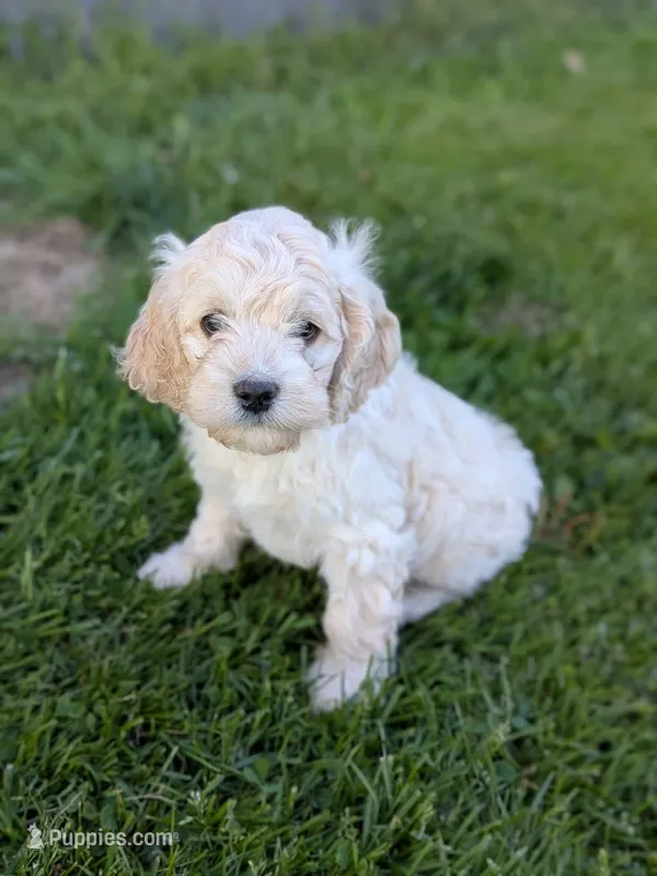 Alfie – Cockapoo puppy for sale in North Rose, NY