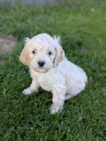 Alfie, a male Cockapoo for sale in North Rose, NY – 4 of 10