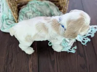 Winston , a male Cocker Spaniel for sale in North Rose, NY – Photo 8 of 8