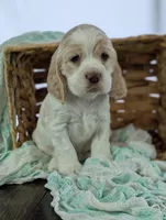 Winston , a male Cocker Spaniel for sale in North Rose, NY – Photo 4 of 8
