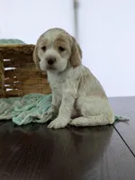 Winston , a male Cocker Spaniel for sale in North Rose, NY – Photo 2 of 8