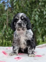 Chloe, a female Cocker Spaniel for sale in North Rose, NY – 2 of 6