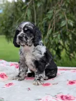 Chloe, a female Cocker Spaniel for sale in North Rose, NY – 3 of 6