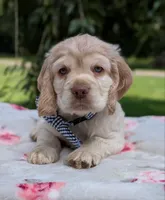 Cooper, a male Cocker Spaniel for sale in North Rose, NY – 5 of 7