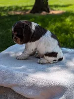 Bruno, a male Cocker Spaniel for sale in North Rose, NY – 3 of 7