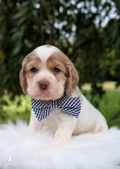 Dusty – Cocker Spaniel puppy for sale in North Rose, NY