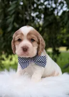 Dusty, a male Cocker Spaniel for sale in North Rose, NY – 1 of 6