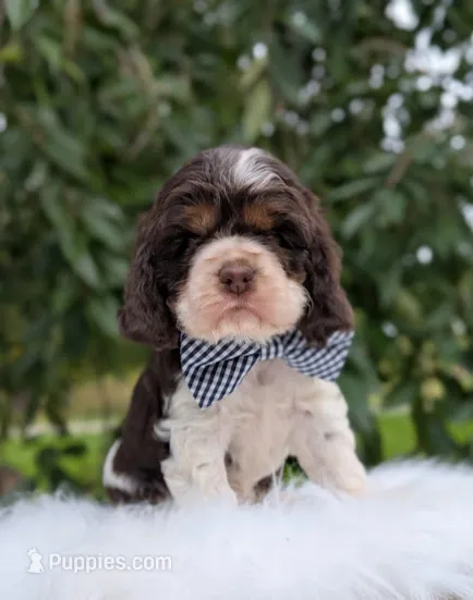 Dash – Cocker Spaniel puppy for sale in North Rose, NY