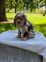 Baxter, a male Cocker Spaniel for sale in North Rose, NY – 2 of 8