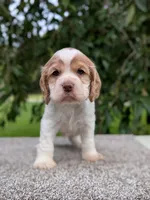 Dusty, a male Cocker Spaniel for sale in North Rose, NY – 3 of 6