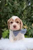 Dusty, a male Cocker Spaniel for sale in North Rose, NY – 2 of 6