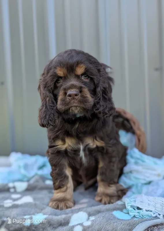 Duke – Cocker Spaniel puppy for sale in North Rose, NY