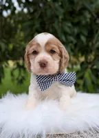 Dusty, a male Cocker Spaniel for sale in North Rose, NY – 5 of 6