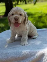 Biscuit, a male Cocker Spaniel for sale in North Rose, NY – 2 of 4