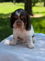 Bruno, a male Cocker Spaniel for sale in North Rose, NY – 2 of 7