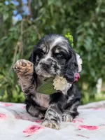 Chloe, a female Cocker Spaniel for sale in North Rose, NY – 6 of 6