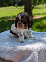 Bruno, a male Cocker Spaniel for sale in North Rose, NY – 5 of 7