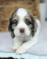 Winter , a female Cocker Spaniel for sale in North Rose, NY – Photo 1 of 9