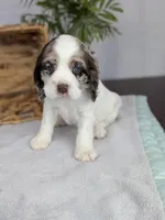 Winter , a female Cocker Spaniel for sale in North Rose, NY – Photo 6 of 9