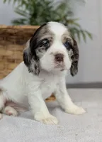Winter , a female Cocker Spaniel for sale in North Rose, NY – Photo 3 of 9
