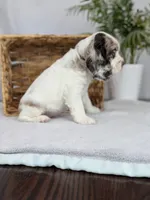 Winter , a female Cocker Spaniel for sale in North Rose, NY – Photo 7 of 9