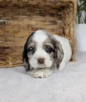 Winter , a female Cocker Spaniel for sale in North Rose, NY – Photo 5 of 9
