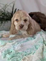 Zara, a female Cocker Spaniel for sale in North Rose, NY – Photo 2 of 6