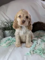 Zara, a female Cocker Spaniel for sale in North Rose, NY – Photo 5 of 6