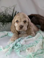 Zara, a female Cocker Spaniel for sale in North Rose, NY – Photo 3 of 6