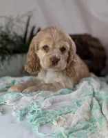 Zara, a female Cocker Spaniel for sale in North Rose, NY – Photo 1 of 6