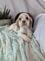 Zander, a male Cocker Spaniel for sale in North Rose, NY – Photo 3 of 8