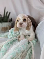 Zander, a male Cocker Spaniel for sale in North Rose, NY – Photo 2 of 8