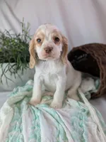Zander, a male Cocker Spaniel for sale in North Rose, NY – Photo 4 of 8