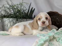 Zander, a male Cocker Spaniel for sale in North Rose, NY – Photo 8 of 8