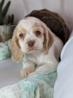 Zander, a male Cocker Spaniel for sale in North Rose, NY – Photo 1 of 8