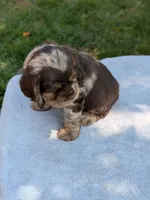 Buddy, a male Cocker Spaniel for sale in North Rose, NY – 5 of 6