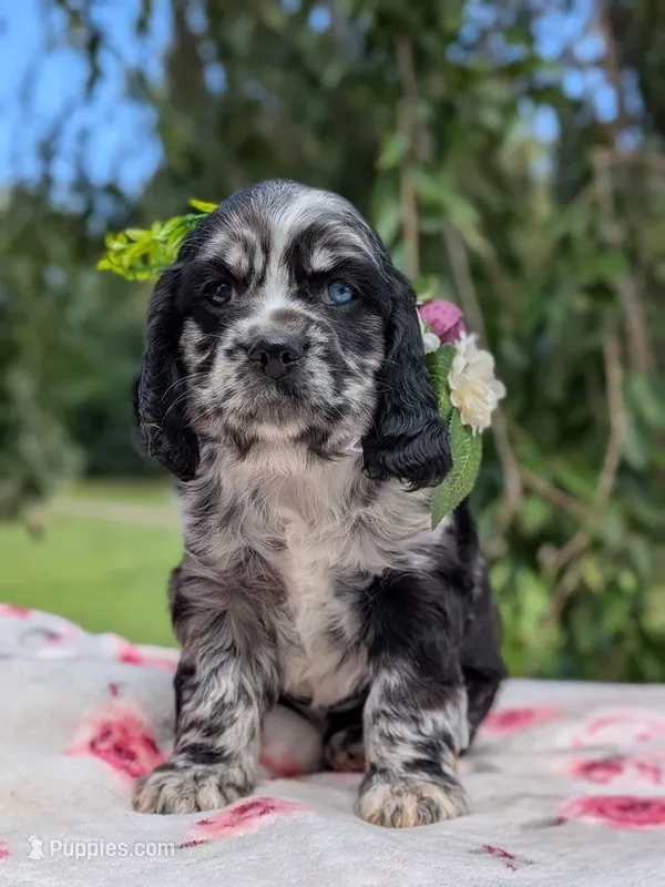 Chloe – Cocker Spaniel puppy for sale in North Rose, NY