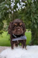 Duke, a male Cocker Spaniel for sale in North Rose, NY – 3 of 5