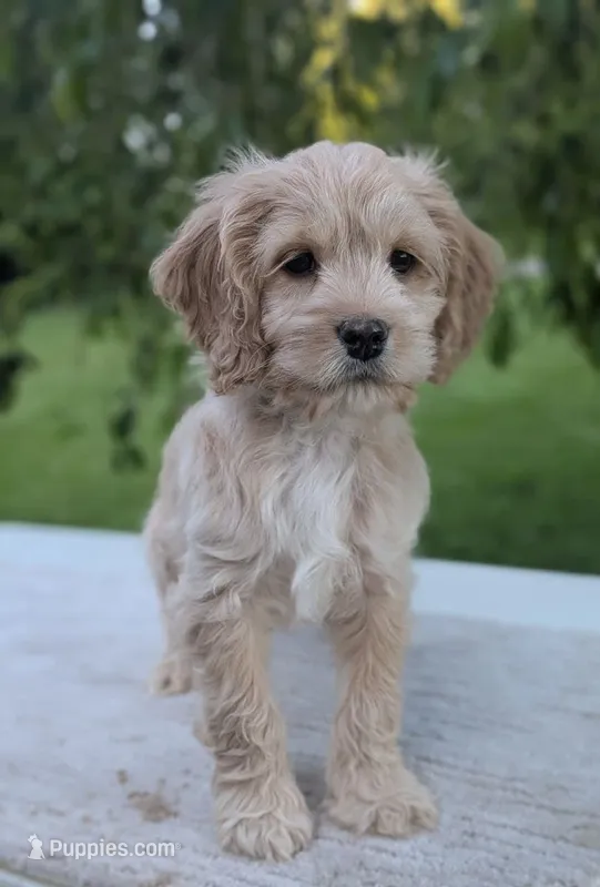 Archie – Cockapoo puppy for sale in North Rose, NY
