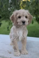 Archie, a male Cockapoo for sale in North Rose, NY – 1 of 9