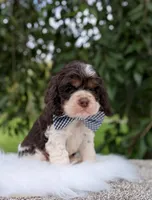 Dash, a male Cocker Spaniel for sale in North Rose, NY – 6 of 7