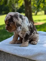Baxter, a male Cocker Spaniel for sale in North Rose, NY – 8 of 8
