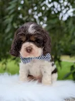 Dash, a male Cocker Spaniel for sale in North Rose, NY – 4 of 7