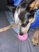 Whiskey, a female Australian Cattle Dog for sale in Colorado Springs, CO – 6 of 9
