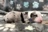 Blue, a male Miniature American Shepherd for sale in Colorado Springs, CO – 3 of 5